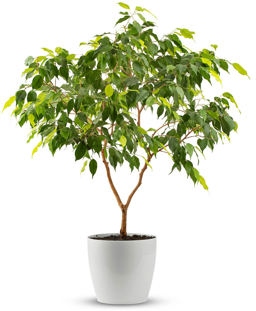 ficus
