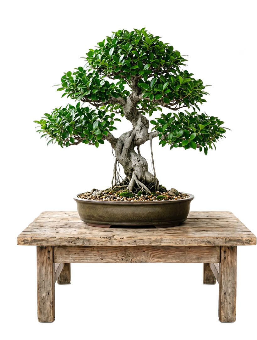 Bonsai